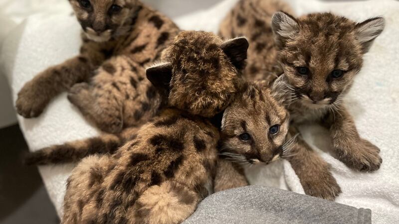 Orphaned pumas rescued by Memphis Zoo