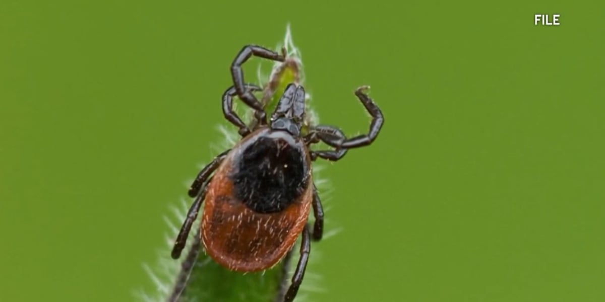 Tick risks in Mississippi: What to know this summer