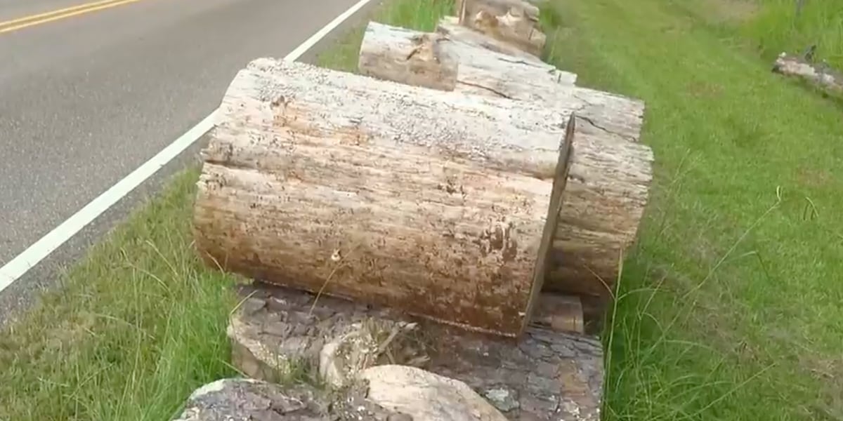 Homeowner upset after Entergy contractors cut around power lines, leaving tree remnants