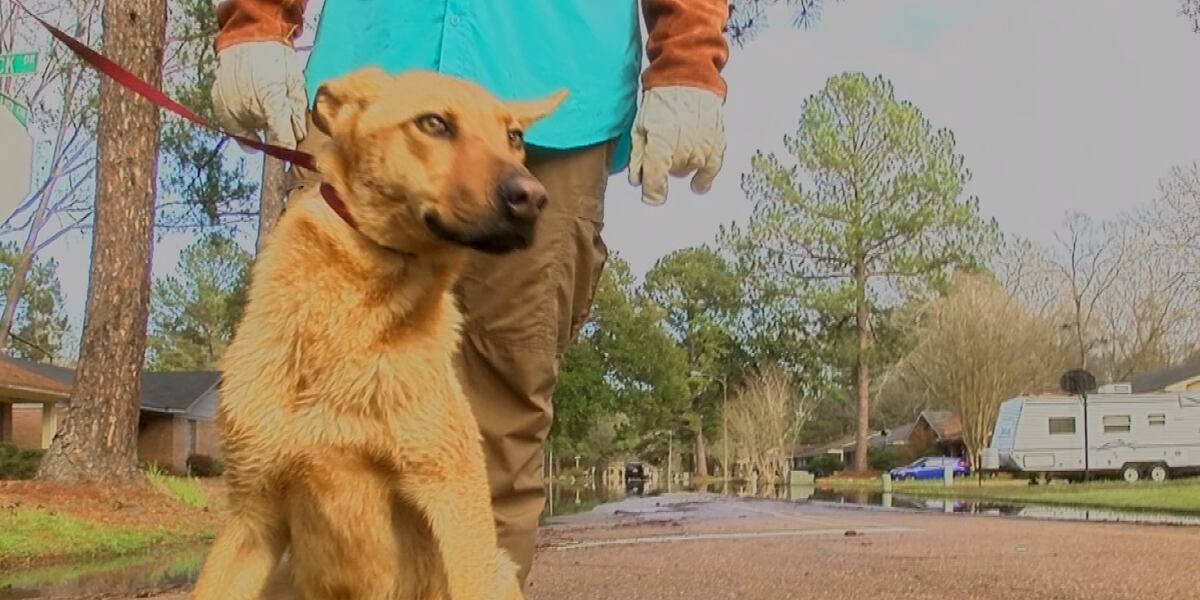 Recusing Stranded Animals Local animal rescue saves animals stranded by floodwaters