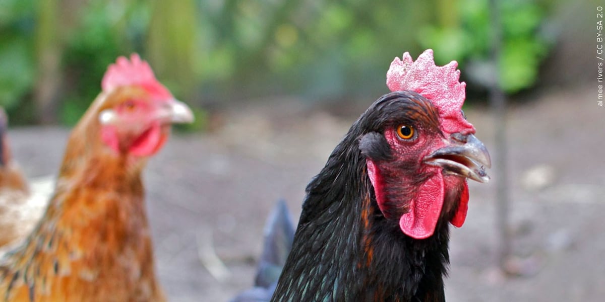 Poultry from Mississippi chicken flock tests positive for bird flu Poultry from Mississippi chicken flock tests positive for bird flu