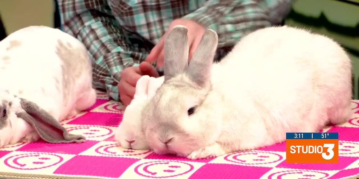 Dixie National Livestock Show 4-H Competitor Shows Rabbits