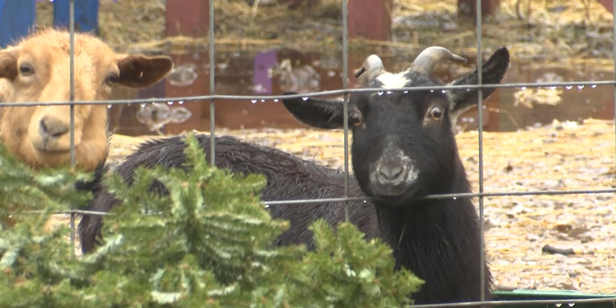 Intestinal infection linked to animal yoga, health officials warn