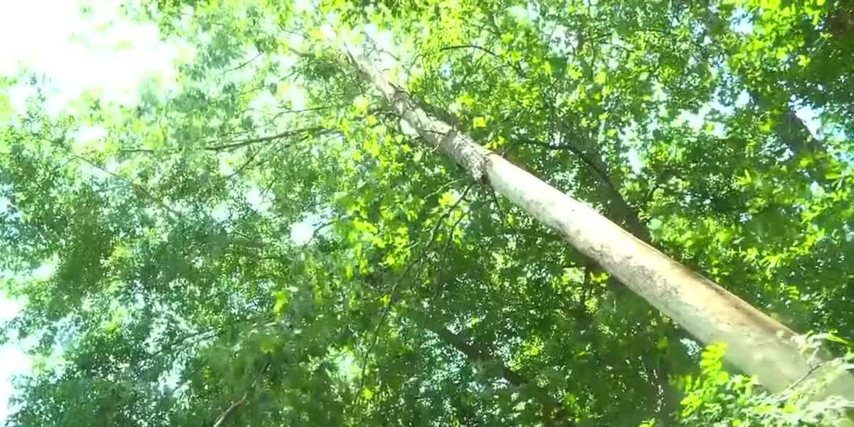 A neighbor's cracked tree leans toward a house, here's what the homeowner did when the owner wouldn't remove it