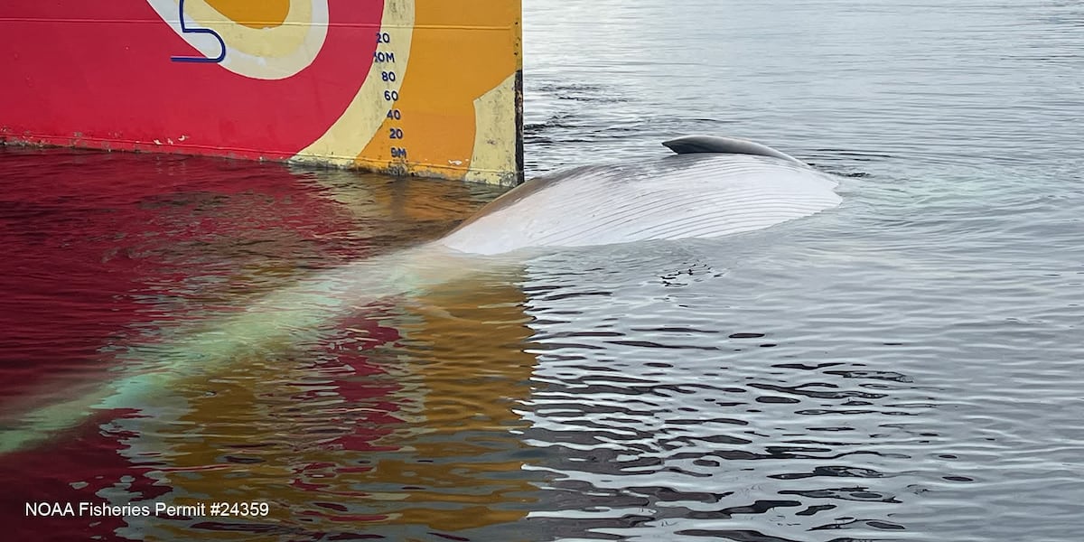 Coverage image for: Endangered whale found dead on cruise ship bow