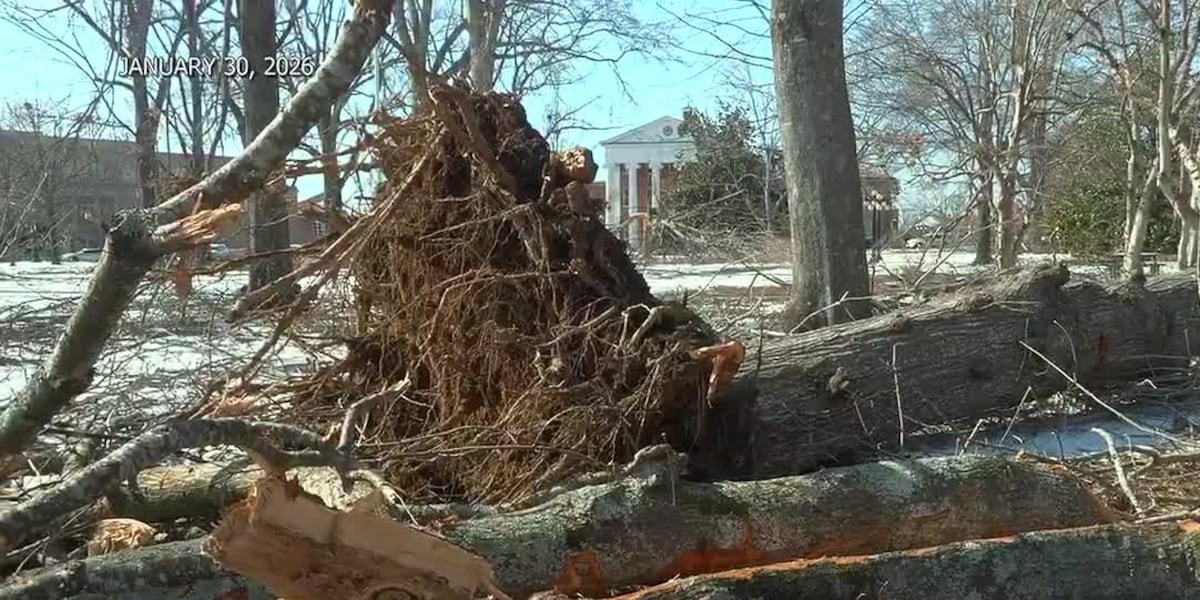 TVA donates $50K to help Ole Miss restore trees after winter storm